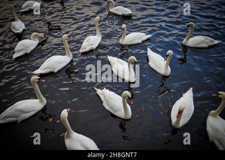 Cygnes dans la rivière Trent dans le Staffordshire, Angleterre Banque D'Images