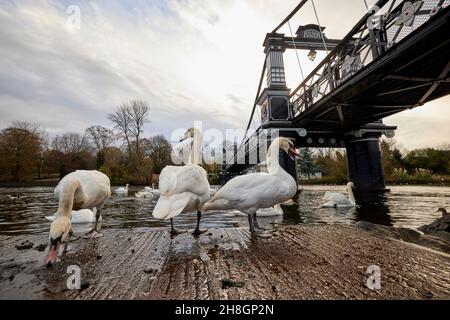 Ferry Bridge, Burton Upon Trent, pont piétonnier victorien au-dessus de la rivière Trent dans le Staffordshire, Angleterre Banque D'Images