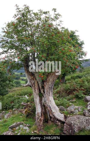 Rowan Tree (Sorbus aucuparia) croissant à travers les restes d'une souche de frêne longtemps morte, Lake District, Cumbria, Royaume-Uni Banque D'Images