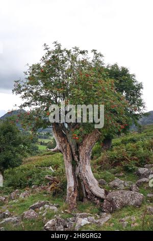 Rowan Tree (Sorbus aucuparia) croissant à travers les restes d'une souche de frêne longtemps morte, Lake District, Cumbria, Royaume-Uni Banque D'Images