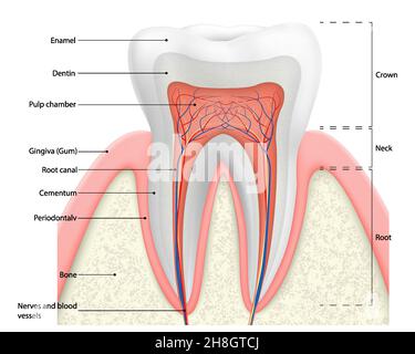 Schéma vectoriel de la structure des dents humaines.Schéma de coupe transversale représentant les couches de dents émail, dentine, pulpe avec les vaisseaux sanguins et les nerfs, cétum et Illustration de Vecteur
