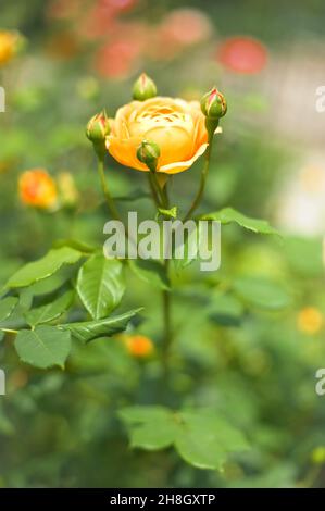 Une rose sauvage en fleur avec des bourgeons autour Banque D'Images