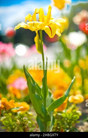 Belle fleur de printemps jaune dans un environnement dynamique Banque D'Images