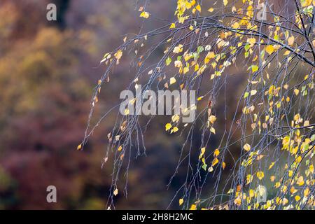 Automne feuilles de bouleau argenté dans les bois, pays de Galles, Royaume-Uni Banque D'Images
