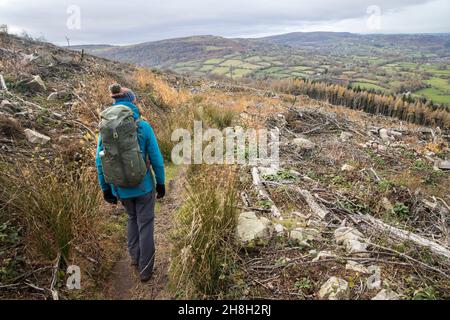 Walker sur le sentier forestier parmi les restes d'arbres abattus, Blorenge, pays de Galles, Royaume-Uni Banque D'Images