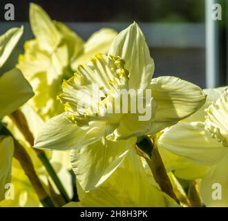 Narcisse est un genre de plantes vivaces à fleurs printanières de la famille des Amaryllis, Amaryllidaceae.Divers noms communs, y compris daffod Banque D'Images