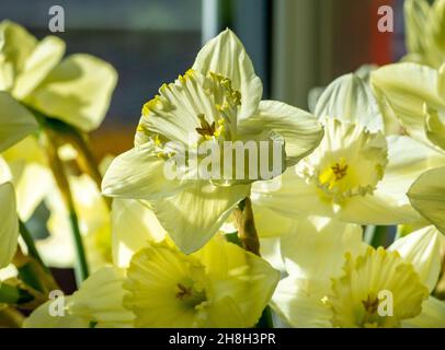 Narcisse est un genre de plantes vivaces à fleurs printanières de la famille des Amaryllis, Amaryllidaceae.Divers noms communs, y compris daffod Banque D'Images