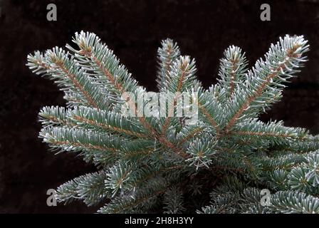 Gel sur les brindilles d'épinette, Picea pungens Engelm. Banque D'Images