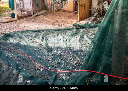 olive sur le tissu fraîchement cueilli à séparer des feuilles Banque D'Images