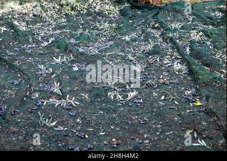 olive sur le tissu fraîchement cueilli à séparer des feuilles Banque D'Images