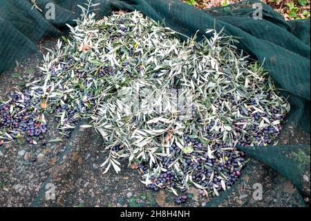 olive sur le tissu fraîchement cueilli à séparer des feuilles Banque D'Images