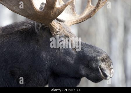 Les yeux et le visage d'un gros et majestueux orignal de taureau en gros plan accentuent sa solitude d'hiver à Jackson, Wyoming, près du parc national de Grand Teton Banque D'Images