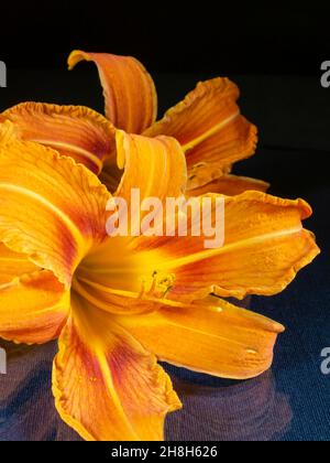 Les nénuphars sont couchés sur la table avec un reflet.belles fleurs sur un fond noir Banque D'Images