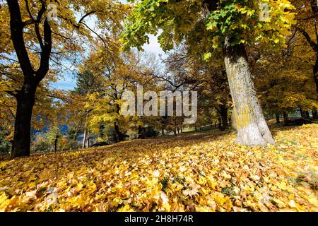 Italie, Trentin-Haut-Adige, Cavalese, beau fond, automne dans un parc avec des arbres et des feuilles d'automne orange sur le sol photo © Federico Meneg Banque D'Images