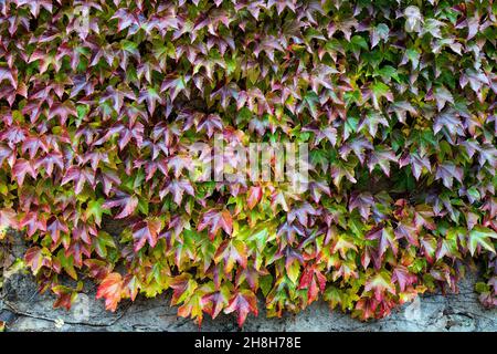 Italie, Trentin-Haut-Adige, Cavalese, Virginia Creeper (Parthenocissus quinquefolia) sur un mur changeant de couleur de vert à rouge en automne photo © Banque D'Images