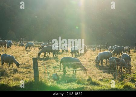 Herbage aux moutons, près de Gewissenruh, Wesertal, Weser Uplands, Weserbergland,Hesse, Allemagne Banque D'Images