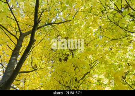 Les couleurs changeantes de la Vine Maple (Acer circinatum) Queenswood Country Park Herefordshire.Novembre 2021. Banque D'Images