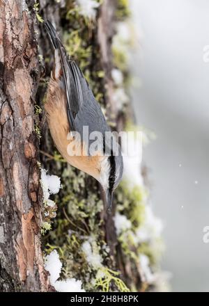 L'incroyable Nuthatch (Sitta europaea) Banque D'Images