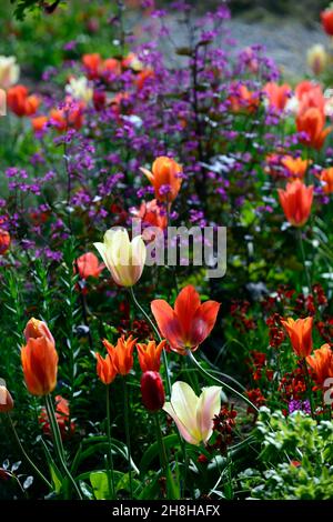 Tulipes rétroéclairées, tulipes fosteriana rétroéclairées, Lunaria annua Chedglow, honnêteté annuelle, honnêteté pourpre, tulipes fosteriana, tulipa fosteriana, tul rouge orange blanc Banque D'Images