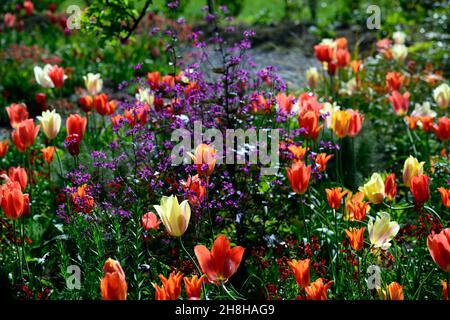 Tulipes rétroéclairées, tulipes fosteriana rétroéclairées, Lunaria annua Chedglow, honnêteté annuelle, honnêteté pourpre, tulipes fosteriana, tulipa fosteriana, tul rouge orange blanc Banque D'Images