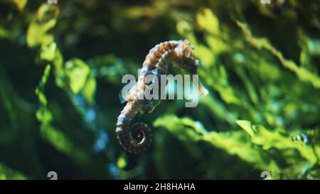Hippocampe sous l'eau.Spécimen d'hippocampe à museau long (Hippocampus reidi) également connu sous le nom d'hippocampe mince.Une espèce sous-marine unique.Concept du monde sous-marin. Banque D'Images