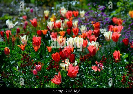 Tulipes rétroéclairées, tulipes fosteriana rétroéclairées, Lunaria annua Chedglow, honnêteté annuelle, honnêteté pourpre, tulipes fosteriana, tulipa fosteriana, tul rouge orange blanc Banque D'Images