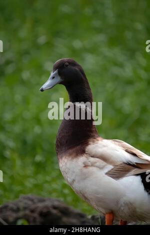 Magnifique canard domestique indien assis dans une pelouse verte et bains de soleil Banque D'Images