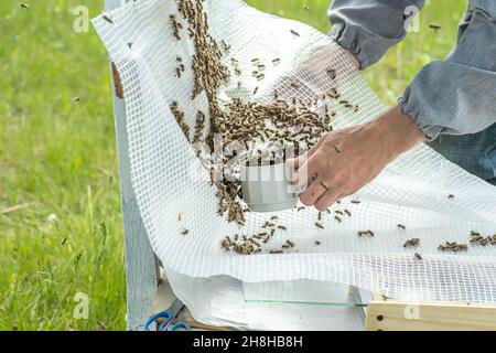 l'apiculteur recrute les abeilles dans une tasse pour les transférer au noyau.Reproduction des abeilles reine.Ruches avec nid d'abeille.Préparation pour l'insémination artificielle b Banque D'Images