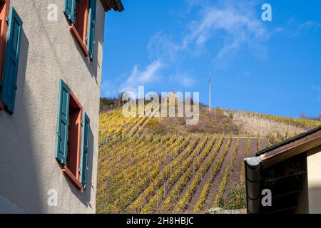 Un vignoble à flanc de colline dans la vallée de la Moselle.Belles feuilles de vigne jaune et herbe verte contre un ciel bleu Banque D'Images