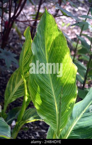 Une seule feuille de canne verte/jaune « Pretoria » (Canna Lily) cultivée dans les frontières à Newby Hall & Gardens, Ripon, North Yorkshire, Royaume-Uni. Banque D'Images