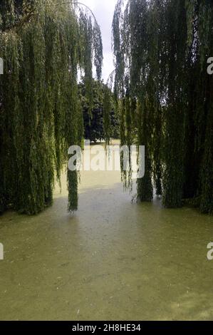 Saules pleureux (Salix babylonica) suspendus au-dessus du lac couvert d'algues bleues à Newby Hall & Gardens, Ripon, North Yorkshire, Angleterre, Royaume-Uni. Banque D'Images