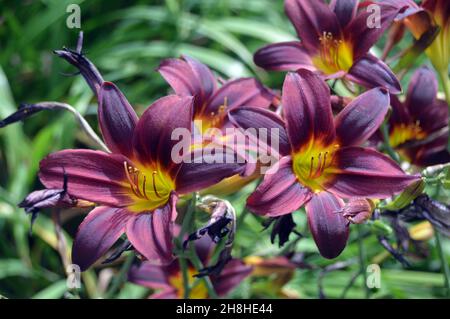 Brun/bronze/Hémerocallis hybrida (American Revolution Daylyly) Fleur cultivé aux frontières de Newby Hall & Gardens, Ripon, North Yorkshire. Banque D'Images