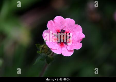 Pink Potentilla nepalensis 'miss Willmott' (pinquefoil népalais) Fleur cultivé aux frontières de Newby Hall & Gardens, Ripon, North Yorkshire, Angleterre. Banque D'Images