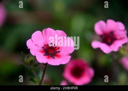 Pink Potentilla nepalensis 'miss Willmott' (pinquefoil népalais) Fleur cultivé aux frontières de Newby Hall & Gardens, Ripon, North Yorkshire, Angleterre. Banque D'Images