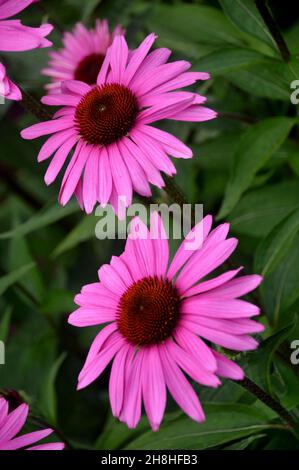 Rose, Violet Coneflower 'Rubinstern' (Echinacea Purpurea) fleurs cultivées dans les frontières à Newby Hall & Gardens, Ripon, North Yorkshire, Angleterre. Banque D'Images
