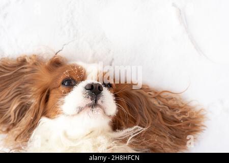 Le jeune chien cavalier King, Charles Spaniel, se trouve dans la neige et étend ses longues oreilles.Regarde dans l'appareil photo.Il est heureux, content de la vie, le darling de f Banque D'Images