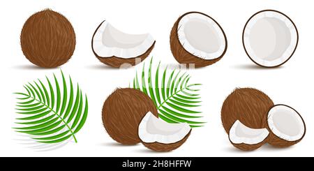 Ensemble de morceaux exotiques entiers, moitié, coupés de fruits de coco et de feuilles de palmier isolés sur fond blanc.Des fruits d'été pour un style de vie sain.Bio fr Illustration de Vecteur