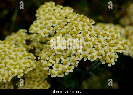 Achille jaune/blanc 'Martina' (Millefolium 'Martina') 'Yarrow' fleurs cultivées dans les frontières à Newby Hall & Gardens, Ripon, North Yorkshire, Angleterre Banque D'Images