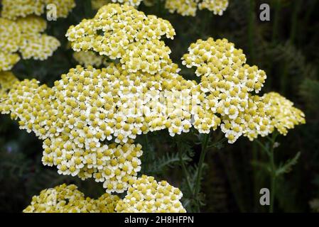 Achille jaune/blanc 'Martina' (Millefolium 'Martina') 'Yarrow' fleurs cultivées dans les frontières à Newby Hall & Gardens, Ripon, North Yorkshire, Angleterre Banque D'Images