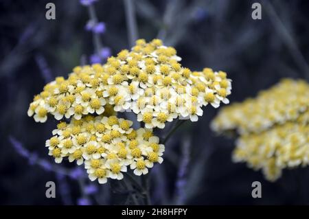 Achille jaune/blanc 'Martina' (Millefolium 'Martina') 'Yarrow' fleurs cultivées dans les frontières à Newby Hall & Gardens, Ripon, North Yorkshire, Angleterre Banque D'Images