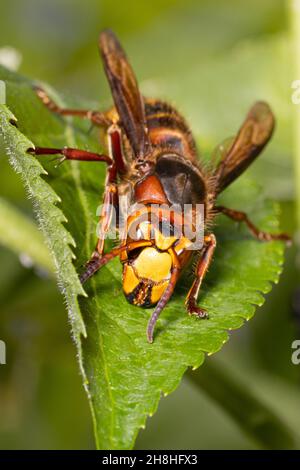 Détails vue de face du hornet européen ( Vespa crabro ) assis sur une feuille verte Banque D'Images