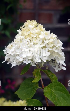 Une seule fleur d'hortensia paniculata « Limelight » blanche/crème cultivée dans les frontières de Newby Hall & Gardens, Ripon, North Yorkshire, Angleterre, Royaume-Uni. Banque D'Images