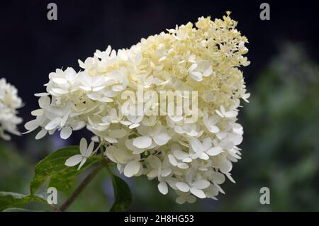 Une seule fleur d'hortensia paniculata « Limelight » blanche/crème cultivée dans les frontières de Newby Hall & Gardens, Ripon, North Yorkshire, Angleterre, Royaume-Uni. Banque D'Images