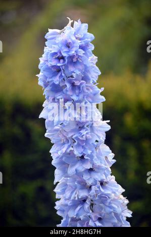 Grand Pale bleu/Violet Hollyhocks (Alcea rosea) Floraison Spike cultivé dans les frontières à Newby Hall & Gardens, Ripon, North Yorkshire, Angleterre, Royaume-Uni. Banque D'Images