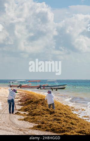 Mexique, Quintana Roo, Puerto Morelos, des hommes collectant l'algue Sargassum sur la plage, résultat du réchauffement climatique Banque D'Images