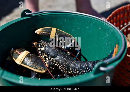 France, Manche, îles Chausey, homard bleu Banque D'Images