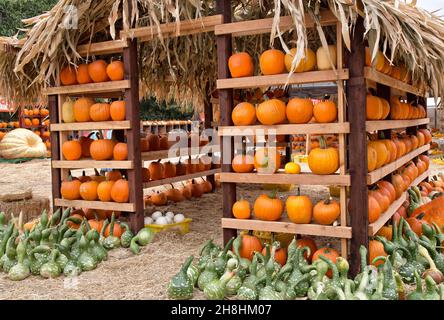 Temps de récolte, stand de ferme présentant des citrouilles et gourdes de cygnes mouchetés. Banque D'Images