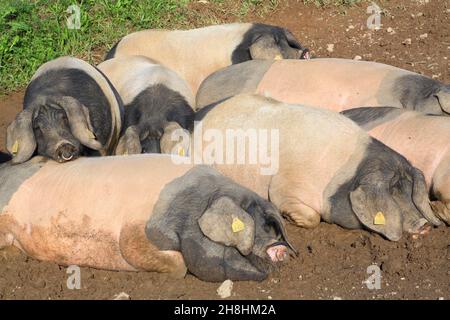 France, Pyrénées Atlantiques, pays Basque, Itxassou, Haranea ferme de Christian Aguerre, les porcs basques élevés en plein air pour la production de Kintoa AOC Ham Banque D'Images