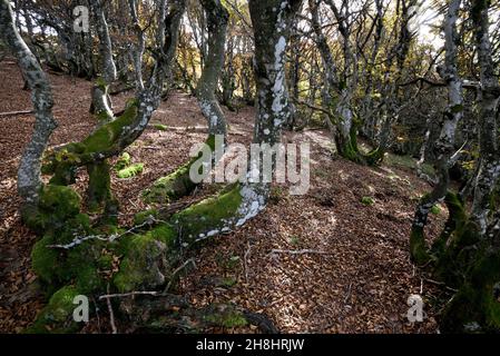 France, Haut Rhin, Hautes Vosges, Grand ballon, altitude hêtre en automne, hêtre torsadé, cascades (Fagus sylvatica) Banque D'Images