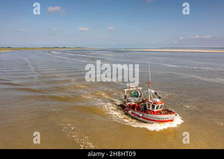 France, somme, Baie de la somme, Saint-Valery-sur-somme, Cap Hornu, l'estran et le chenal de la somme traversé par des bateaux de plaisance ou de petits chalutiers, au moment où les lilas de mer fleurissent et colorent l'estran avec du violet (vue aérienne) Banque D'Images